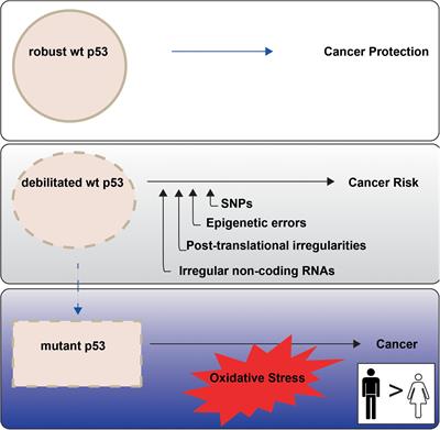 Cancer and Tumour Suppressor p53 Encounters at the Juncture of Sex Disparity